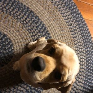 Meet your Posher, Barbara